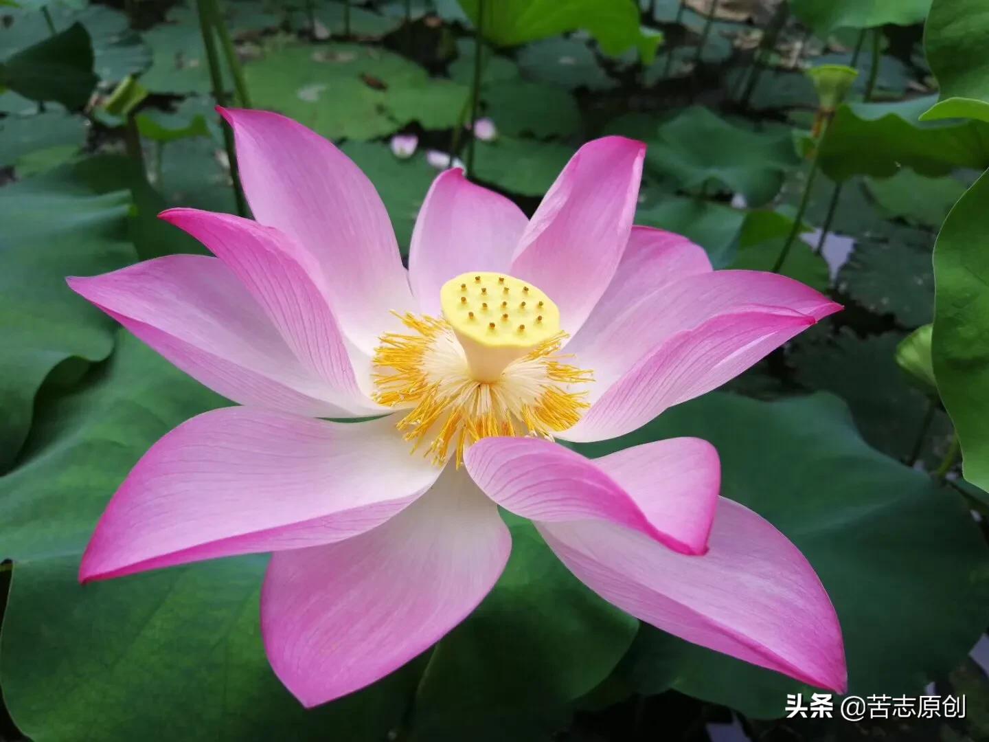 如果没人鼓掌记得给自己点掌声,如果没人给你喝彩记得给自己掌声