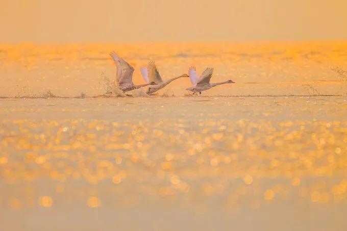 坝上秋色之金色草原,坝上金色草原风景