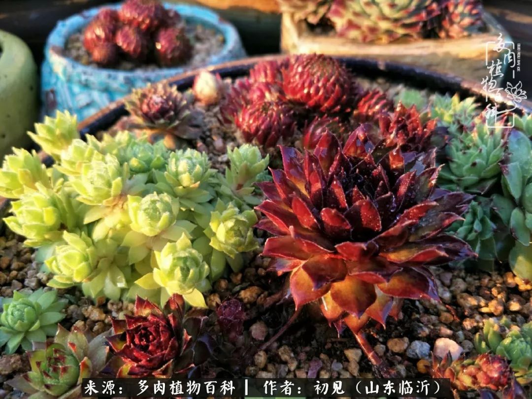 四季颜值在线的多肉,多肉的每一天