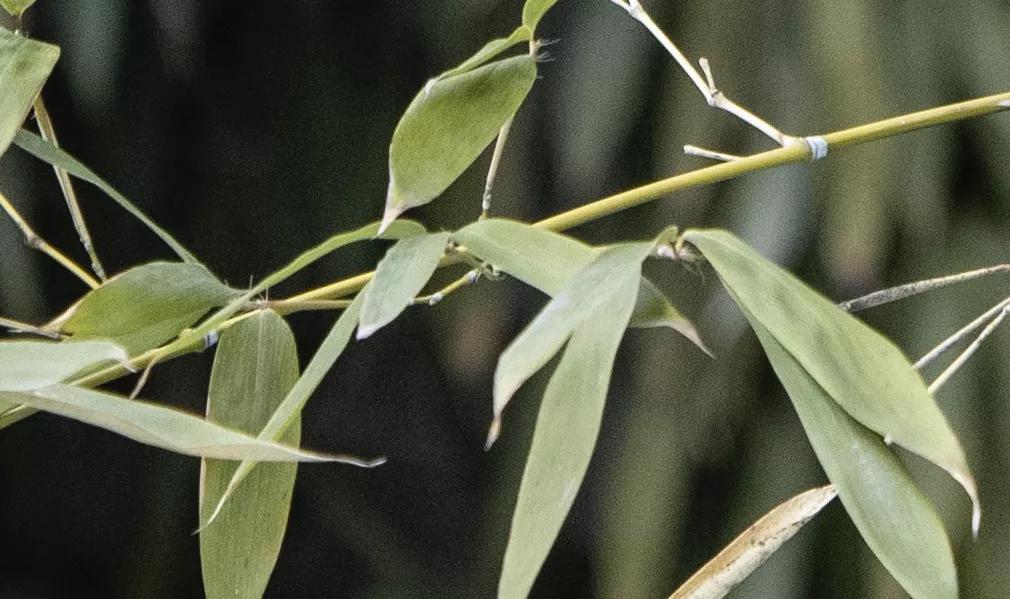 佳能rf70-200mmf4镜头价格,轻巧大光圈长焦佳能rf70-200mmf2