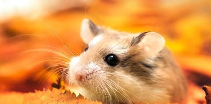 怎么在宿舍养宠物不被发现,有人在宿舍养猫怎么办