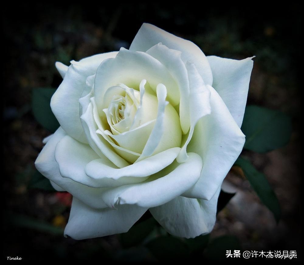 20款大花浓香的月季,好看好养四季开花的月季