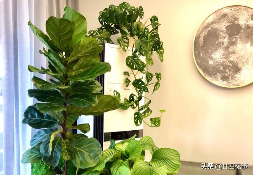 好看的喜阴室内小型绿植都有哪些,哪些绿植耐阴好养颜值高