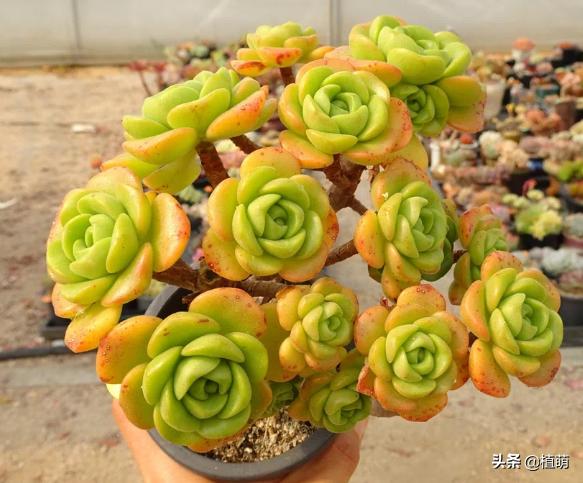 百合莉莉多久可以砍头繁殖,百合莉莉叶片发红