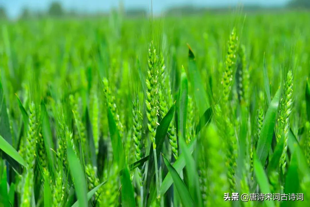 风吹麦浪李健,风吹麦浪孙俪李健