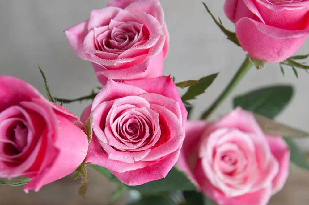 花店必备的5款玫瑰,花店最常用什么品种的玫瑰花