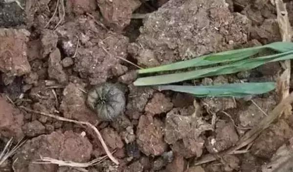 蔬菜苗期地下害虫防治,蔬菜害虫最佳防治方法