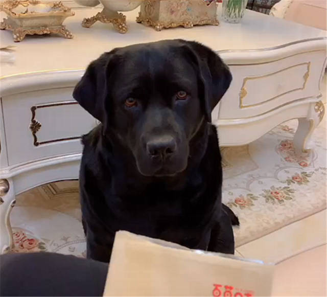 狗的七大禁忌食物,狗的十大禁忌食物一览表