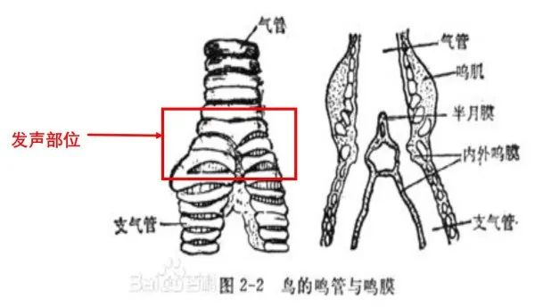 能模仿声音的鸟,澳大利亚琴鸟模仿婴儿哭声