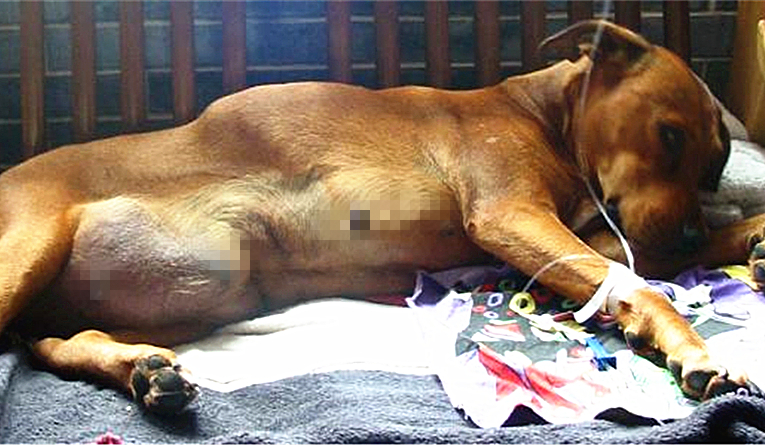 铲屎官容易被传染的病,小细菌对人体危害