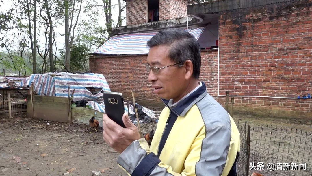 驻村工作队帮村销售散养鸡,驻村干部帮助村民销售农产品