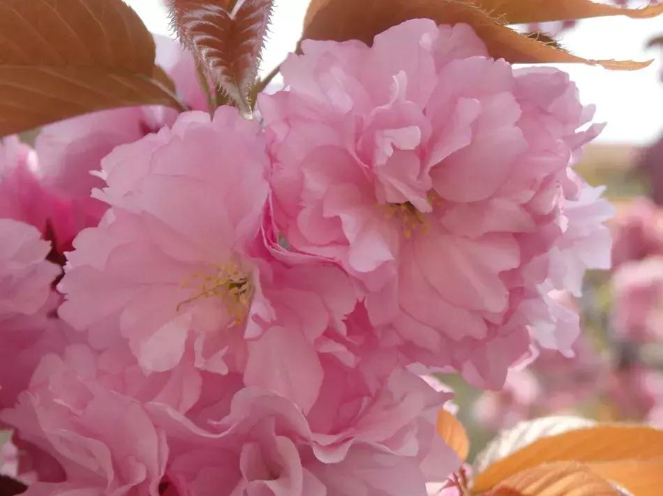 百花图谱大全100幅,工笔百花图谱100种