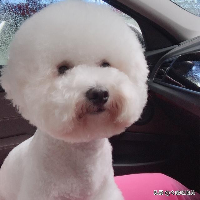 如何对待狗狗的暴脾气,怎么对待狗狗暴力