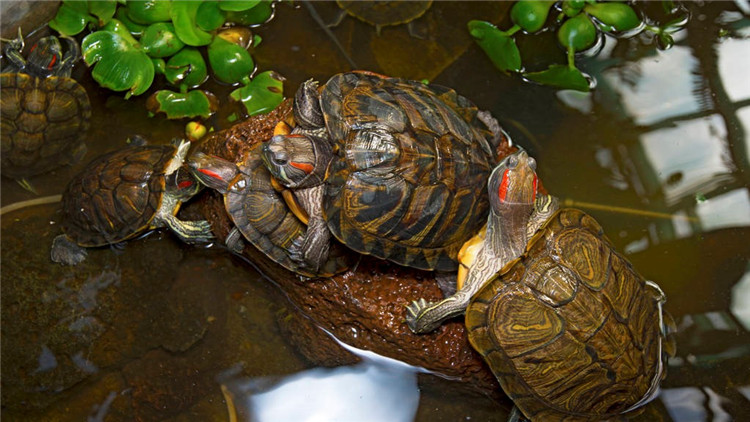 乌龟不吃食趴缸是什么原因,乌龟现在不吃食是什么原因