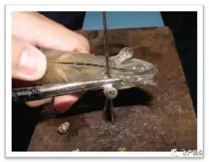 对虾的生长速度和脱壳率,对虾不停蜕壳的原因及补救的方法