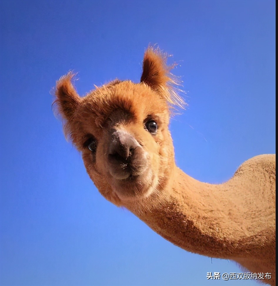 勐海旅游攻略自由行路线图,中国旅游日云南西双版纳