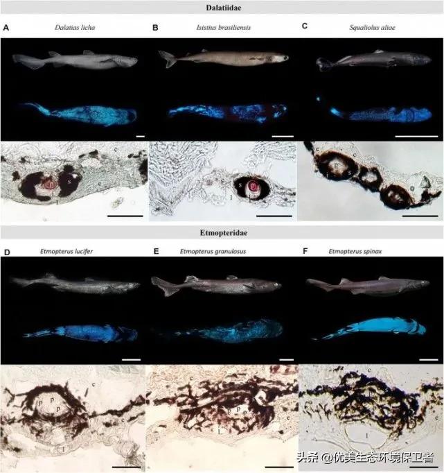 深海里能发光的动物,深海24米的巨型鲨鱼