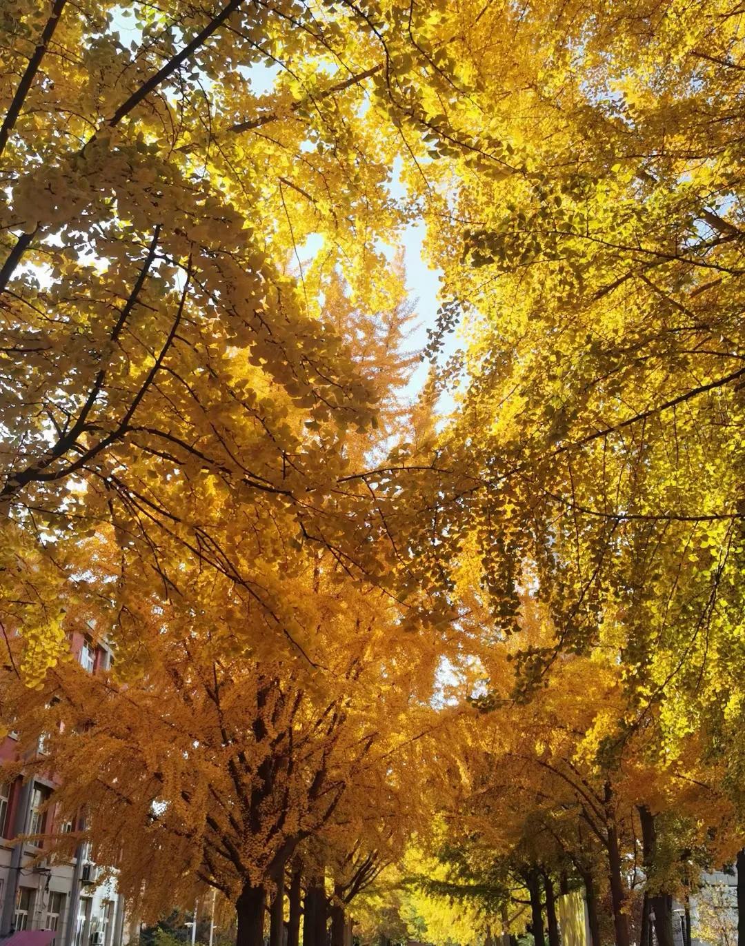 人生如花散文,散文朗诵生命的美丽