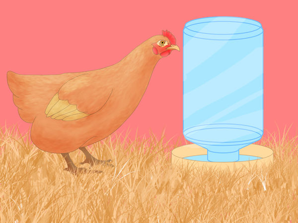 怎么防止鸡吃自己生的鸡蛋,防止鸡吃自己生的蛋的小妙招