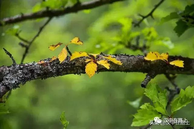 探秘汉中,汉中一村子窜入野生羚牛