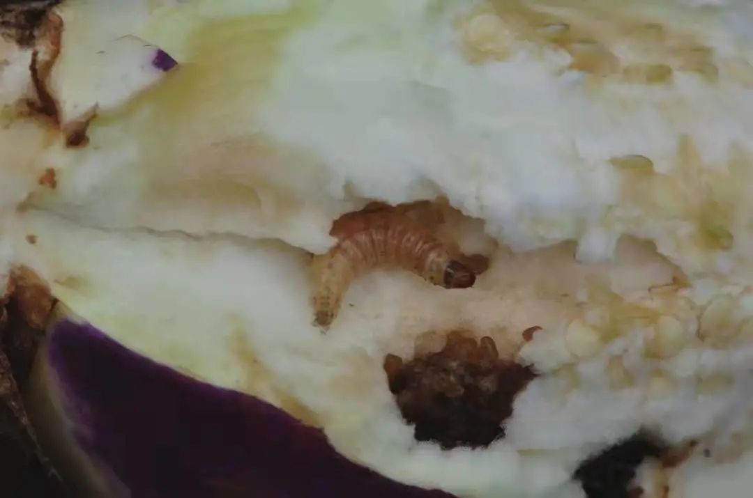 茄子虫害图片及症状,茄子虫害最佳治疗方法