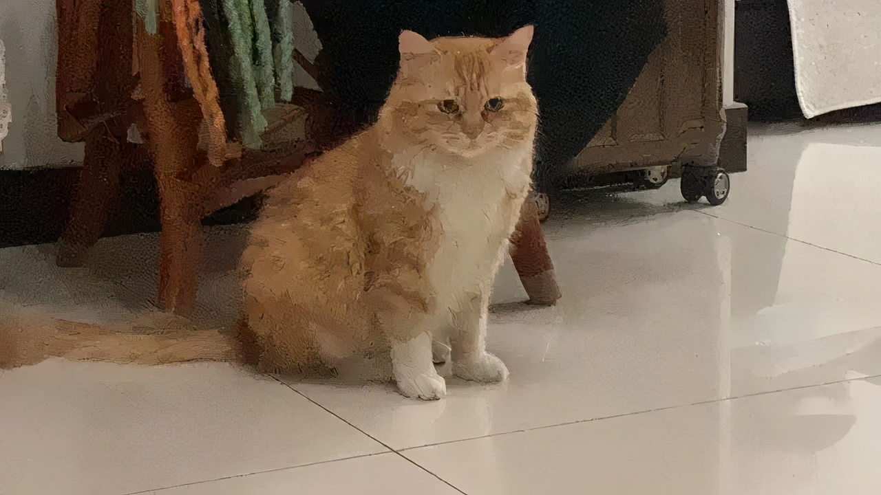 哈哈哈哈哈我笑到我家的狗偷开邻居家的车送我去精神病院