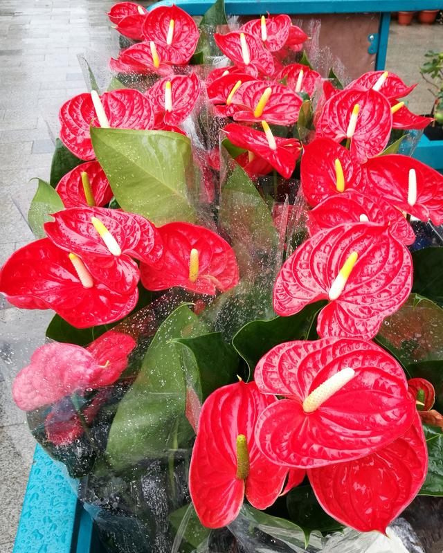 开业送什么植物花卉盆栽,店开业送什么盆栽植物大气