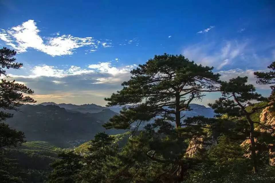 松树都分为哪些松,松和松树的区别