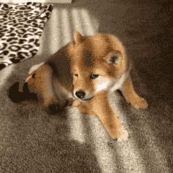 手工清除多年螨虫,根除耳螨最好的方法