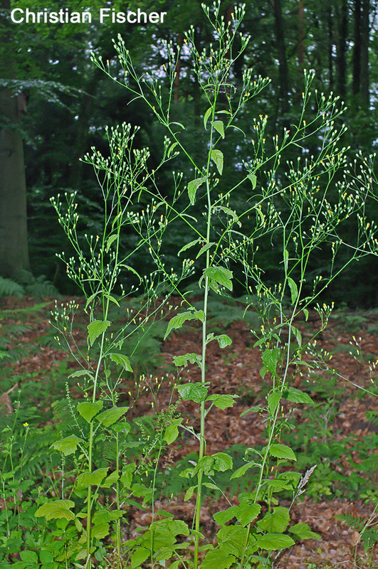 陆龟最喜欢的蔬菜,陆龟爱吃什么