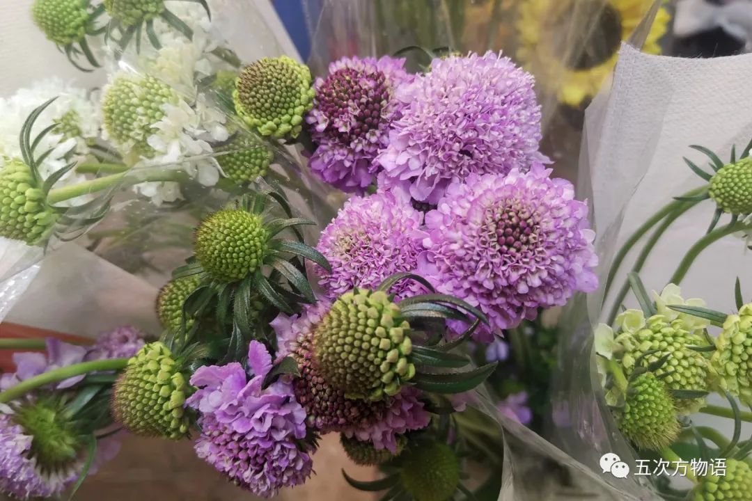 鲜切花都有哪些品牌,花卉市场买的月季不知道品种