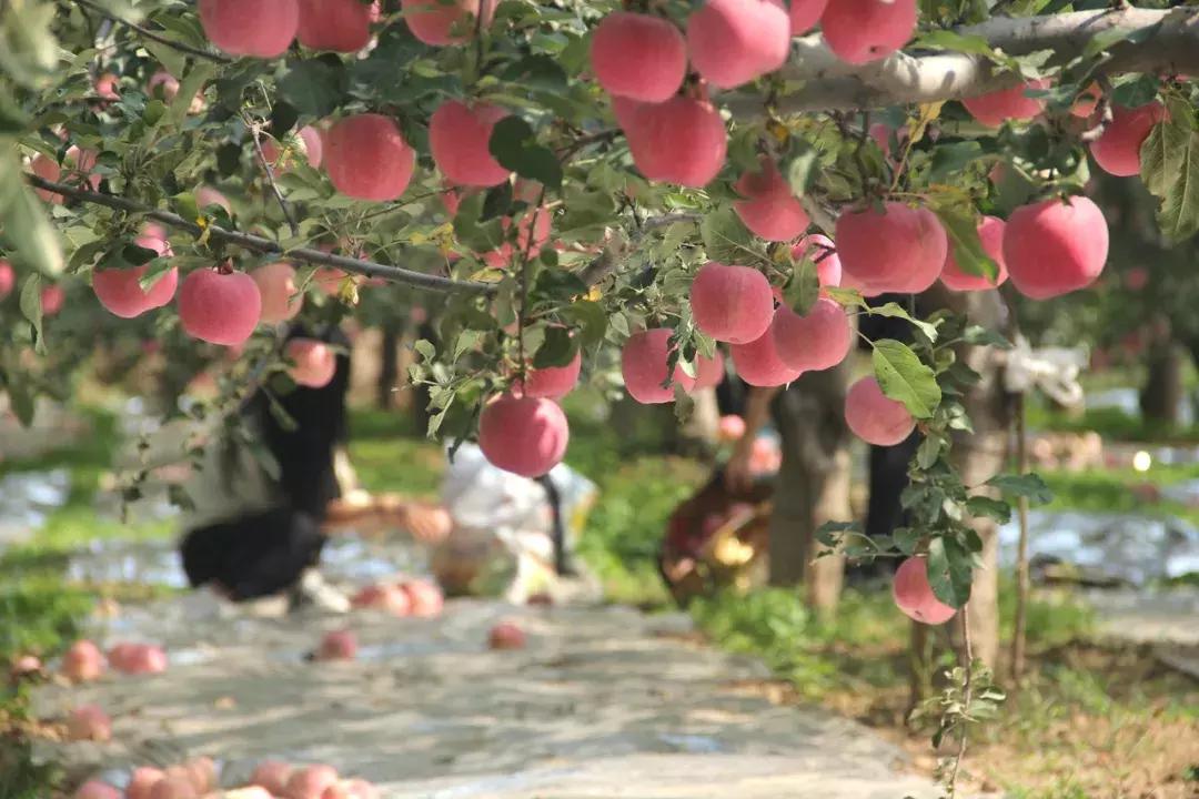 又到农忙季，栖霞的林大哥却因这个坏习惯，得了胃穿孔