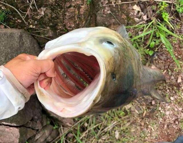 钓鱼到底该不该买很多的商品饵料,钓鱼买小药又买线