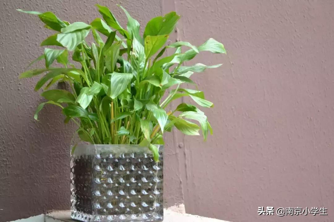 春和景明少年时,古雄小学2021年新生