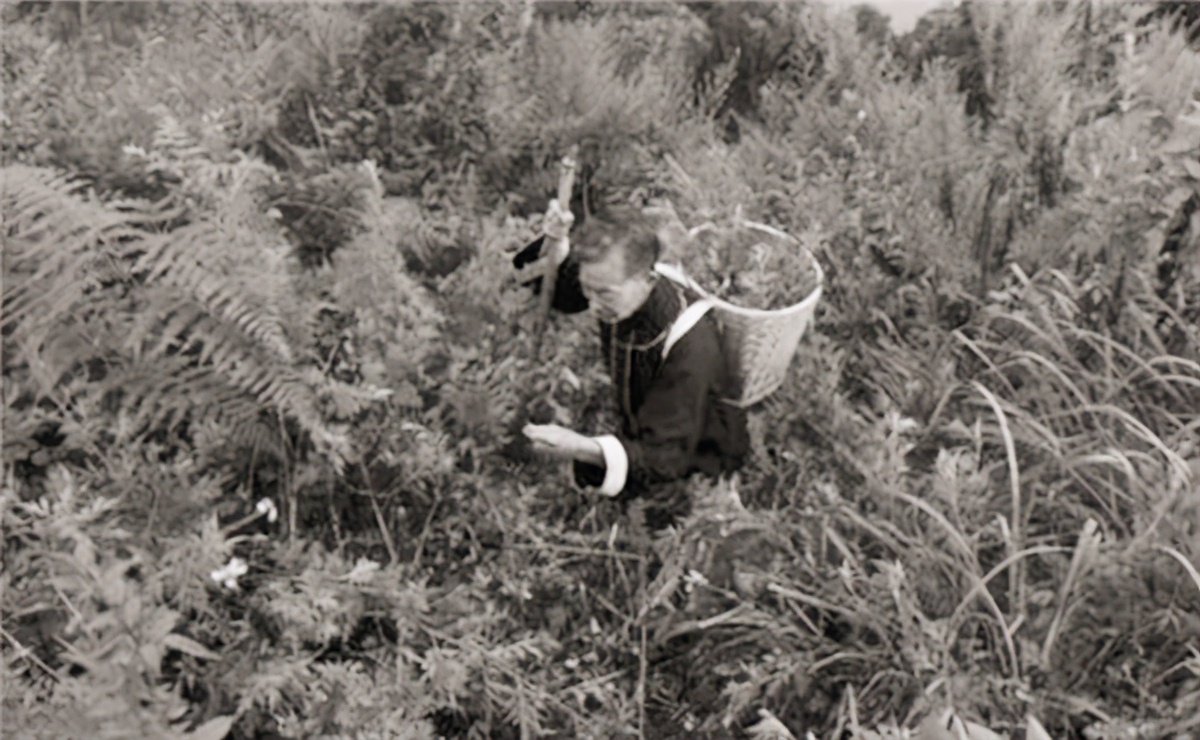 清朝的李庆远活了256岁是真的吗,李庆远介绍历史上活了1000岁的人