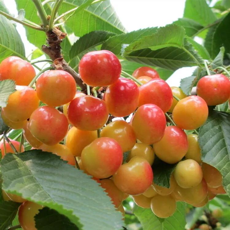 樱桃缺钙是什么情况,大樱桃补钙过多会怎么样