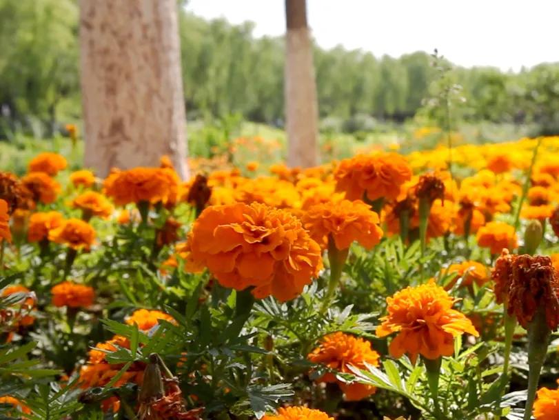 畅游通州大运河！神舟国旅携手103.9交通广播《百姓TAXI》邀请百名“的哥的姐”欢乐家庭游！