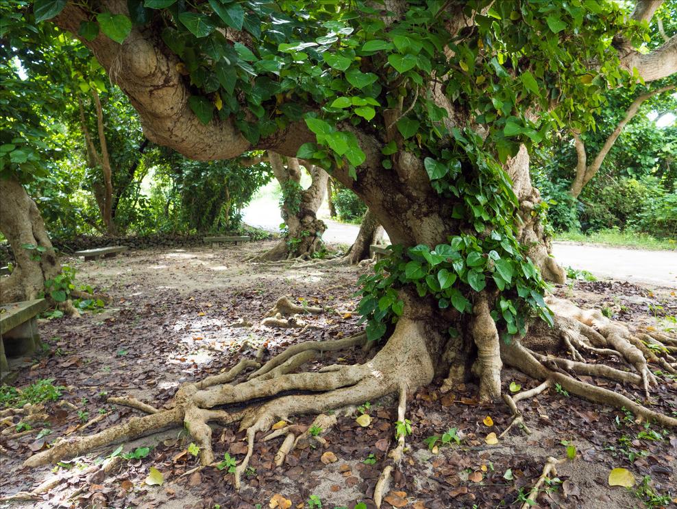 贫血有什么解决办法缺铁性贫血,缺铁性贫血怎么正确补血