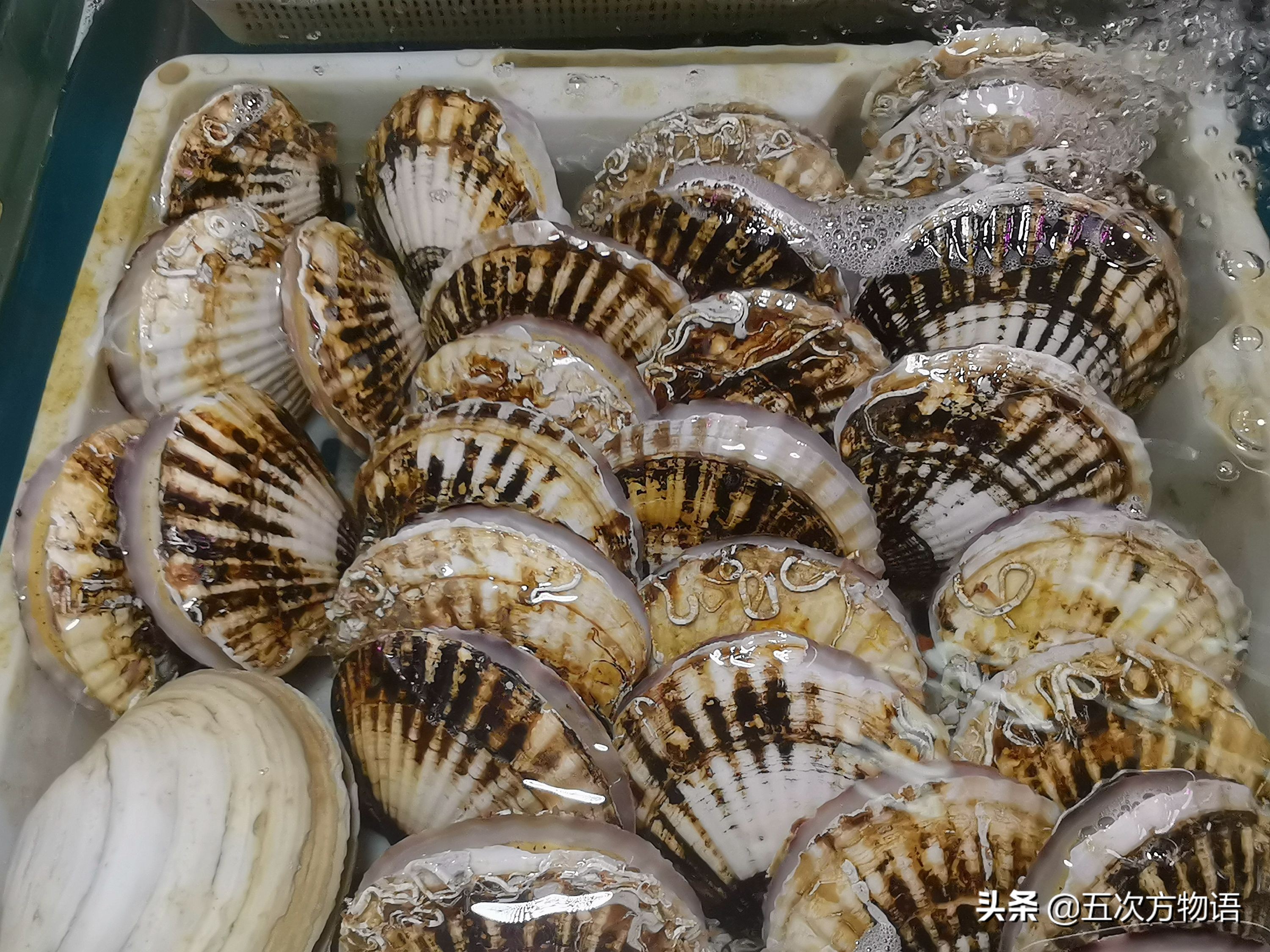 好吃的贝类品种大全,青岛贝类海鲜有哪些品种