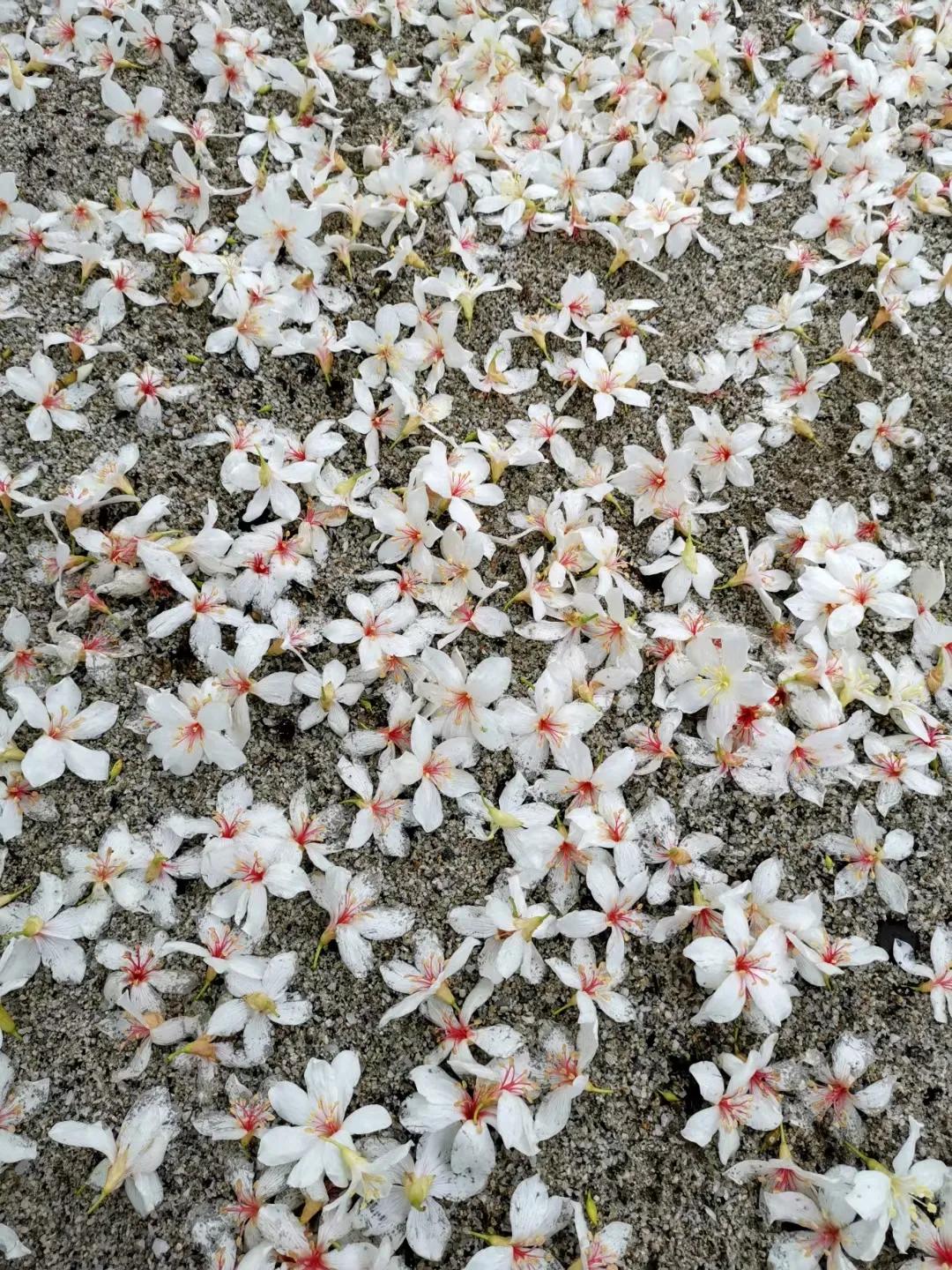 高考必读15篇作文,高考优秀作文2021十篇必背