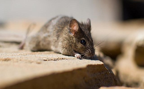 家中老鼠怎么彻底除掉,如何将老鼠从家中赶走