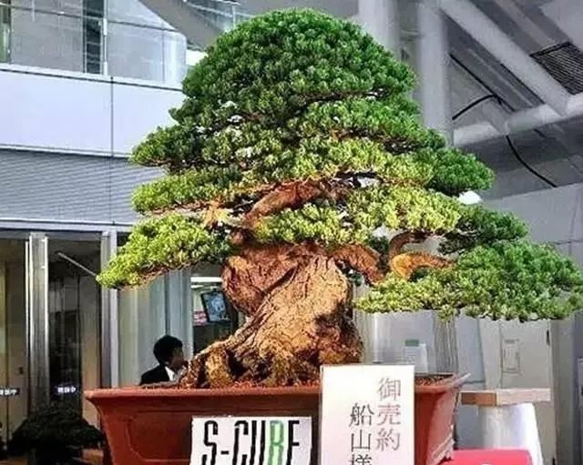 世界十大漂亮名贵花卉,植物研究世界名贵花卉