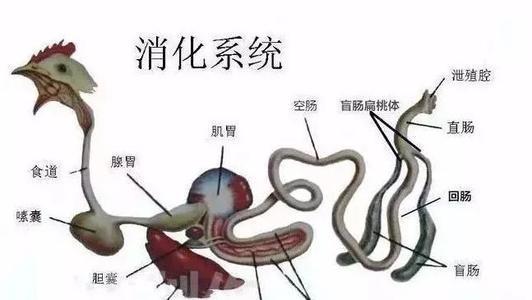 鸡耷拉翅膀得了什么病,40天蛋鸡出现瘫痪是什么病