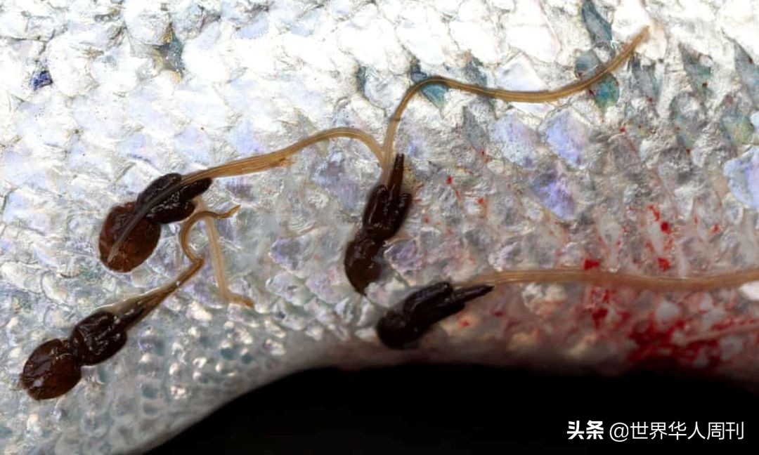 买回家的三文鱼如何防止寄生虫,活三文鱼寄生虫