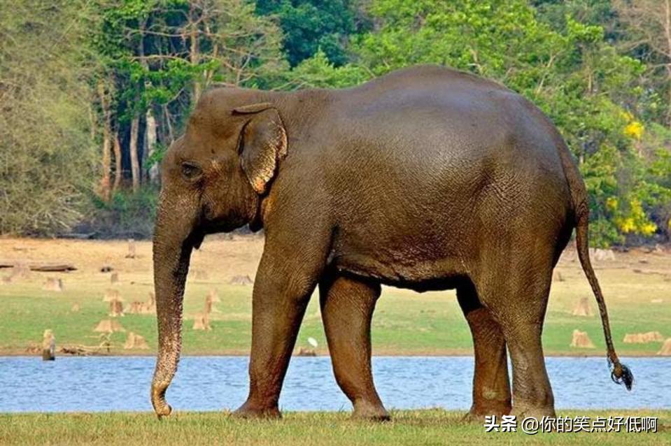 大象只有非洲象和亚洲象两种？错了