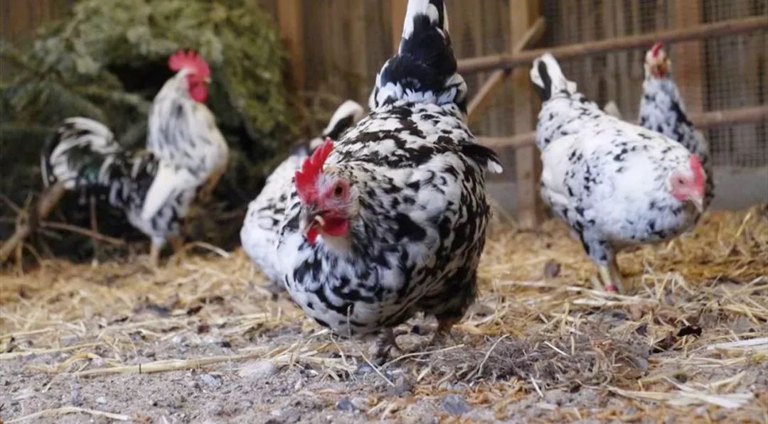 健身人群吃什么粉,新手健身选择什么蛋白粉最好