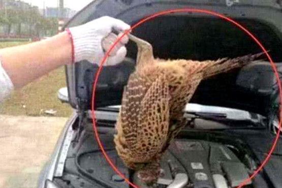 男子发现爱车被砸,男子发现自家车被剐蹭