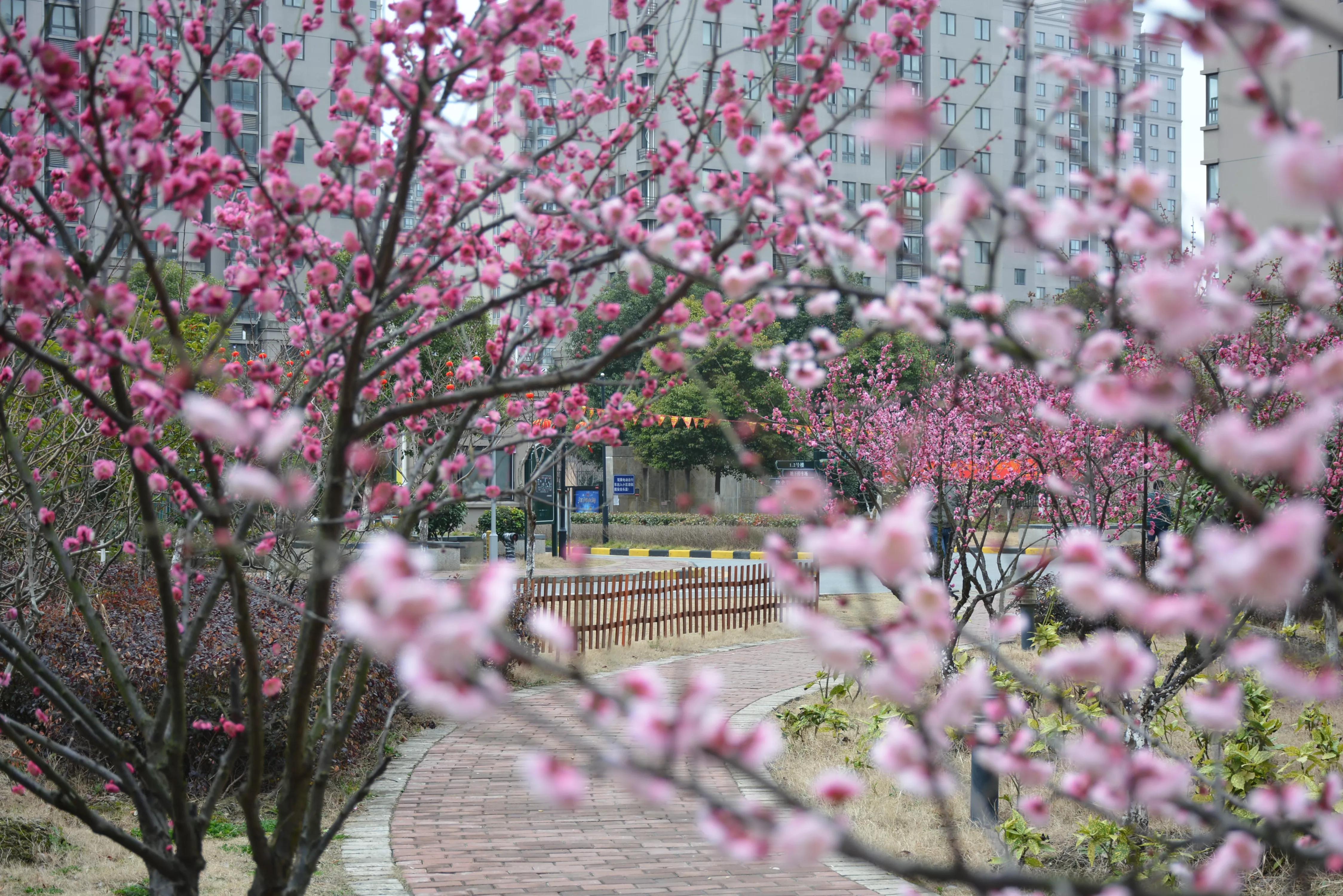 能坚持四季如春就好了（湖畔雅居的春天）