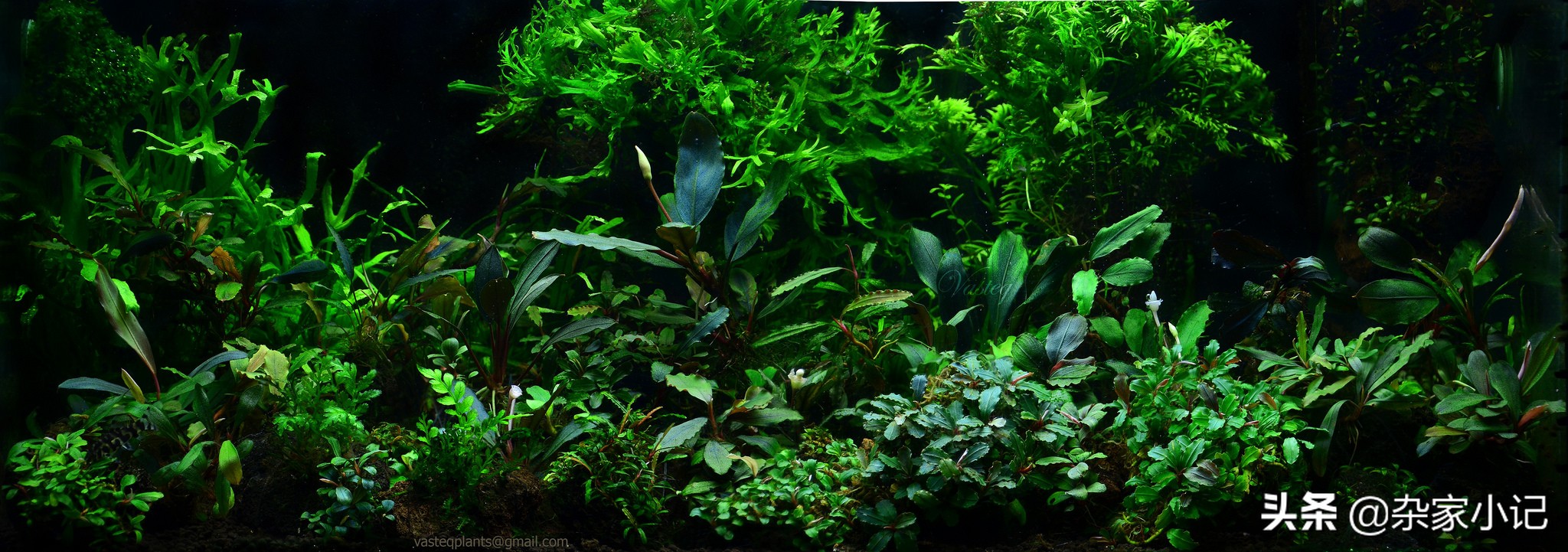 草缸辣椒榕大树造景,草缸辣椒榕怎么修剪