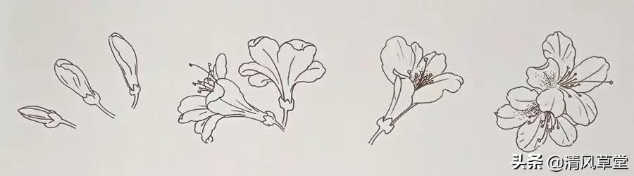 少儿国画花卉画法视频,各种花卉的100种画法